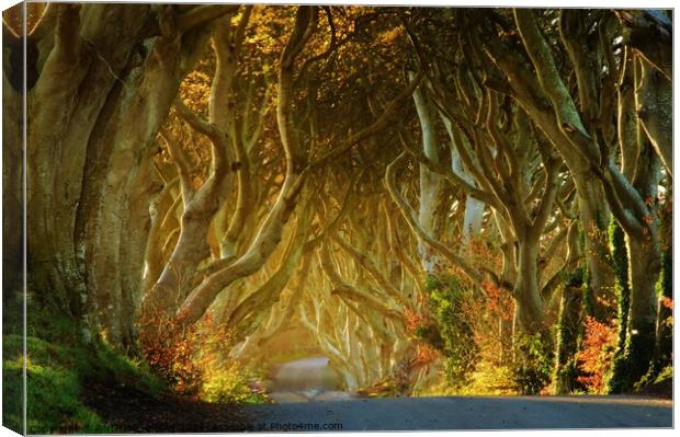 Dark Hedges Canvas Print by ANDY MORROW