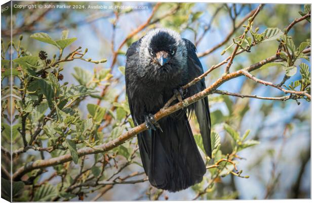 Jackdaw - watching you watching me. Canvas Print by John Parker