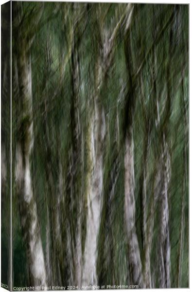 Birch tree icm abstract in Bole Hill Quarry, England Canvas Print by Paul Edney