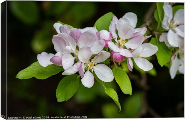 Apple blossoms  Canvas Print by Paul Edney