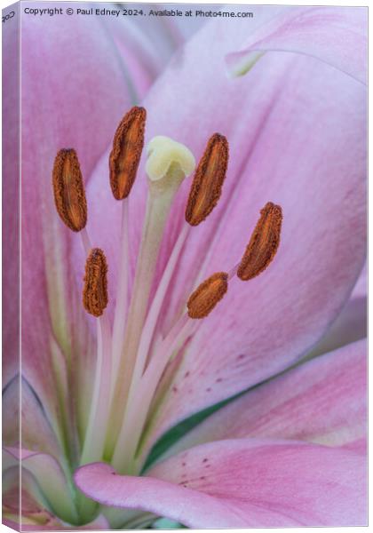 Pink Lily macro 01 Canvas Print by Paul Edney