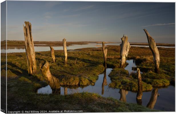 Weathered tree stumps at Thornham Canvas Print by Paul Edney