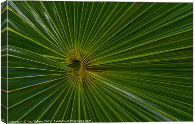 Thatch palm abstract Canvas Print by Paul Edney