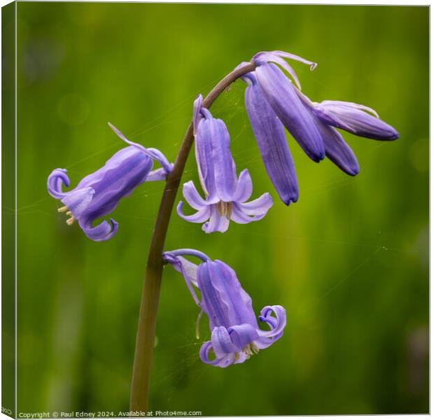 Flowering bluebell stem with resident spiders. Canvas Print by Paul Edney