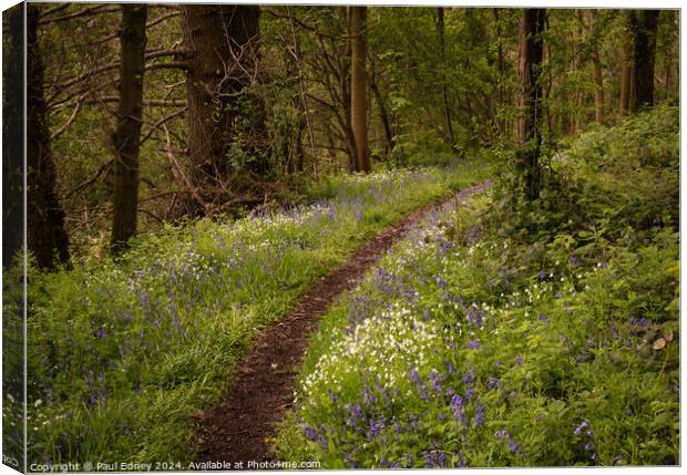 Curving woodland path flanked by bluebells and white anemones. Canvas Print by Paul Edney