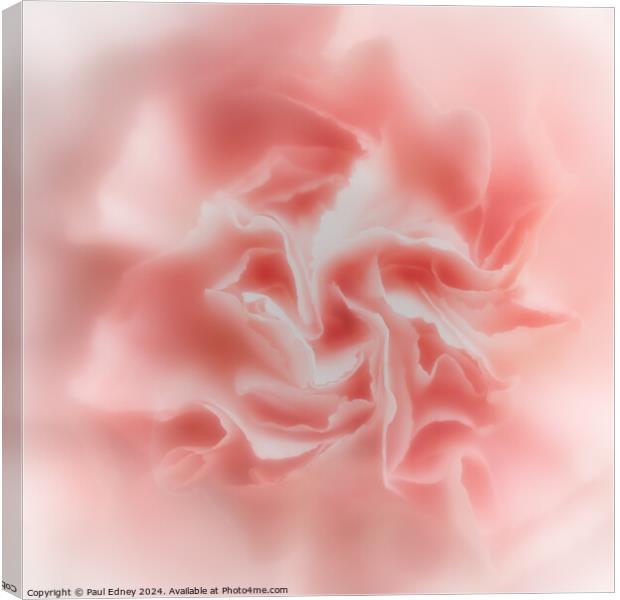 Abstract soft focus pink carnation  Canvas Print by Paul Edney