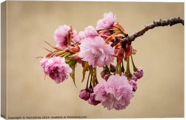 Pastel pink of Japanese flowering cherry blossoms Canvas Print by Paul Edney