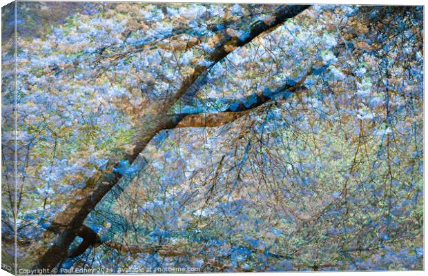 Multiple exposure tree blossom in blue and yellow Canvas Print by Paul Edney