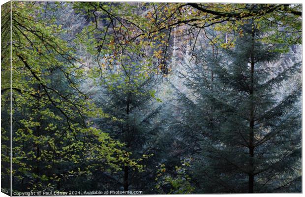 Mixed woodland frame, Ceridigion, Wales, UK Canvas Print by Paul Edney