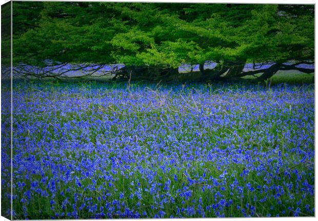 English Bluebells with Oak. Canvas Print by Phil Brown