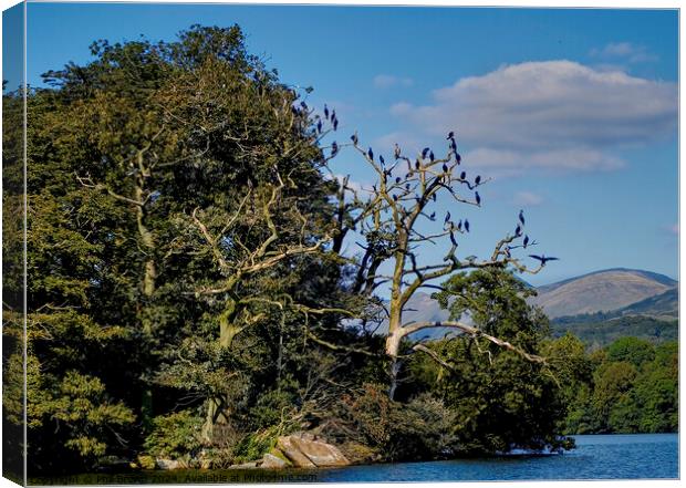 Cormorants on island, Windermere Canvas Print by Phil Brown