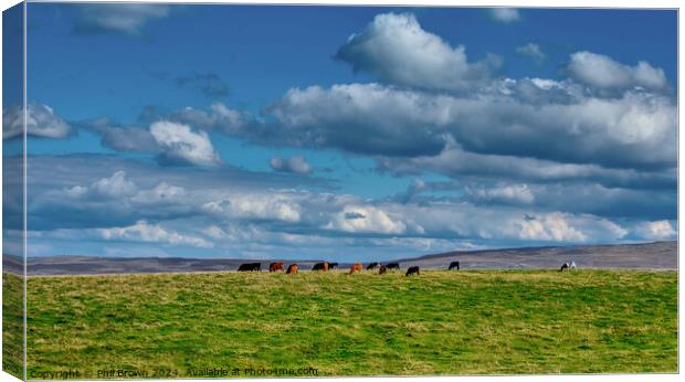 Cows on the fells near Kirkby Stephen, Yorkshire. Canvas Print by Phil Brown
