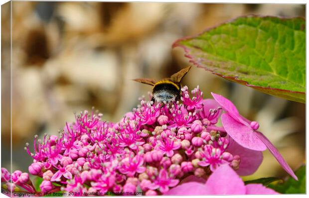 Bee feeding on a lacecap hydrangea flower Canvas Print by Phil Brown