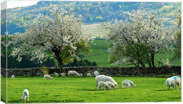 Ewes and lambs with Hawthorn blossom in ea Canvas Print by Phil Brown