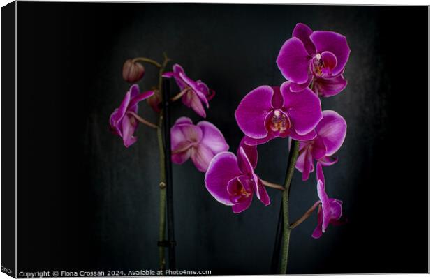 Orchid Canvas Print by Fiona Crossan