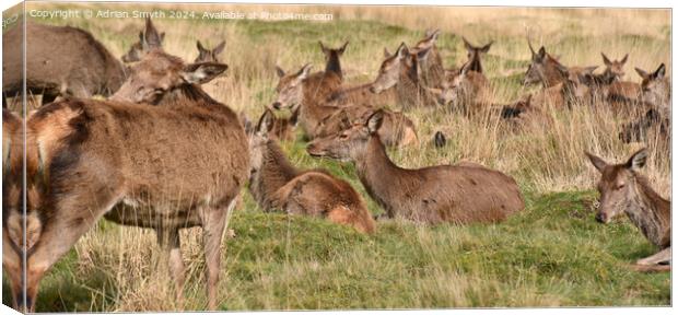 red deer in a field Canvas Print by Adrian Smyth