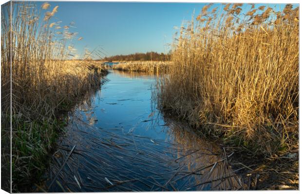 Lake shore with thick reeds Canvas Print by Dariusz Banaszuk