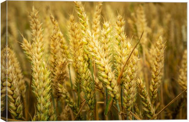 Close-up of ears of wheat Canvas Print by Dariusz Banaszuk