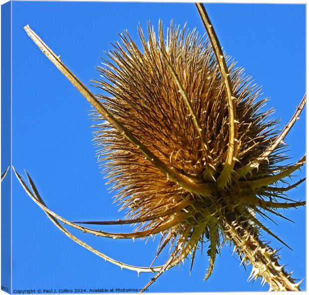 Dipsacus Laciniatus (Cutleaf Teasel) Canvas Print by Paul J. Collins