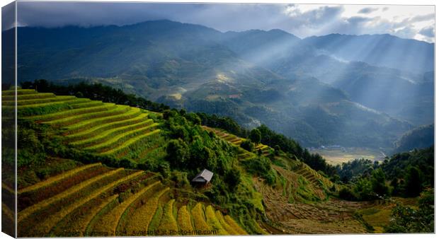 Rice Terraces with Sunlight Rays Canvas Print by David Harding