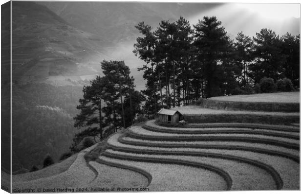 Curving Rice Terraces in Black and White Canvas Print by David Harding