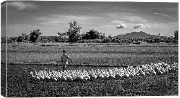 Duck farmer Herding his Flock Canvas Print by David Harding