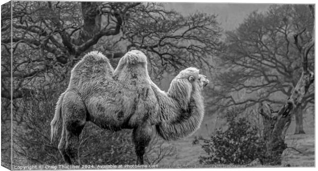 Camel on Guard  Canvas Print by Craig Thatcher