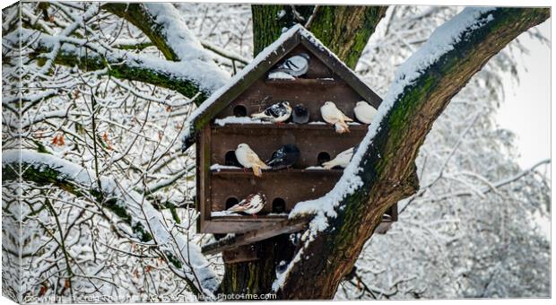 Snowy Pigeon Coop Canvas Print by Craig Thatcher