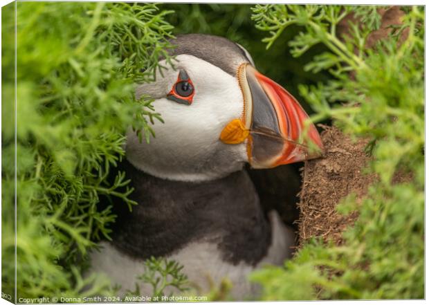 Nesting Puffin on Skomer Island Canvas Print by Donna Smith