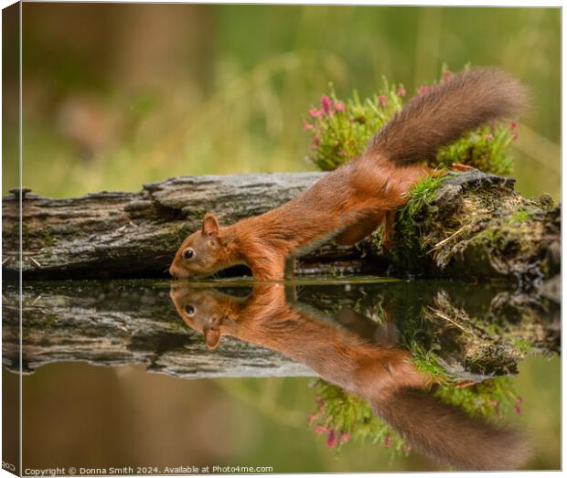 Thirsty Red Squirrel Canvas Print by Donna Smith
