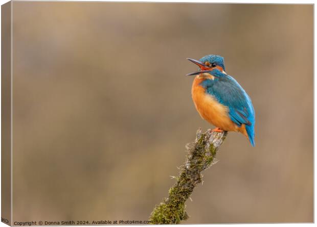 Kingfisher Canvas Print by Donna Smith