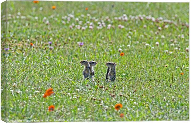 Four thirteen lined American ground squirels Canvas Print by Pete Klinger