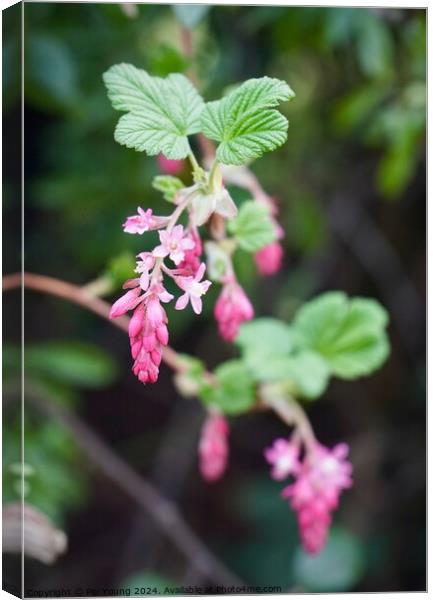 Pink flowers in the Peak District Canvas Print by Pip Young