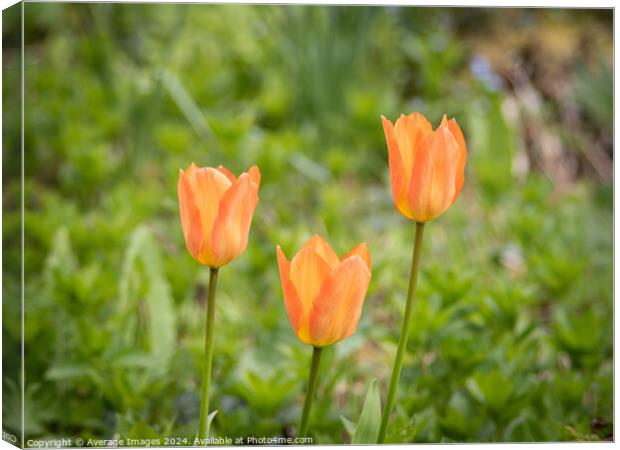 Three orange tulips Canvas Print by Average Images