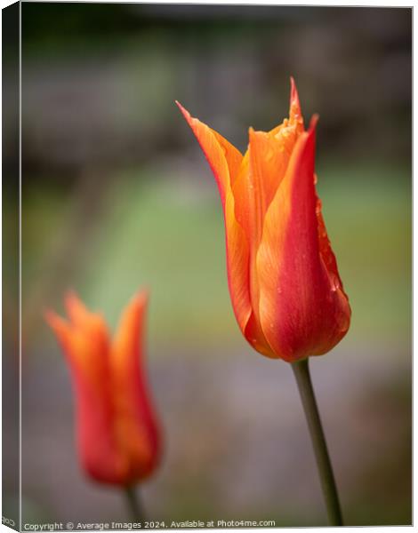Two orange tulips Canvas Print by Average Images