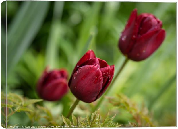 Three burgundy tulips Canvas Print by Average Images