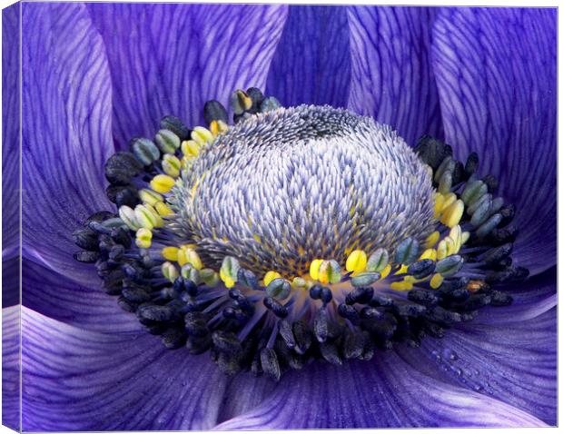 Purple Anemone Canvas Print by Karl Oparka