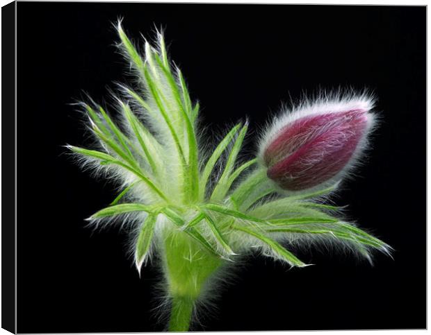 Pulsatilla Bud Canvas Print by Karl Oparka