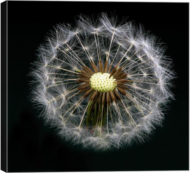 Planet Dandelion Canvas Print by Karl Oparka