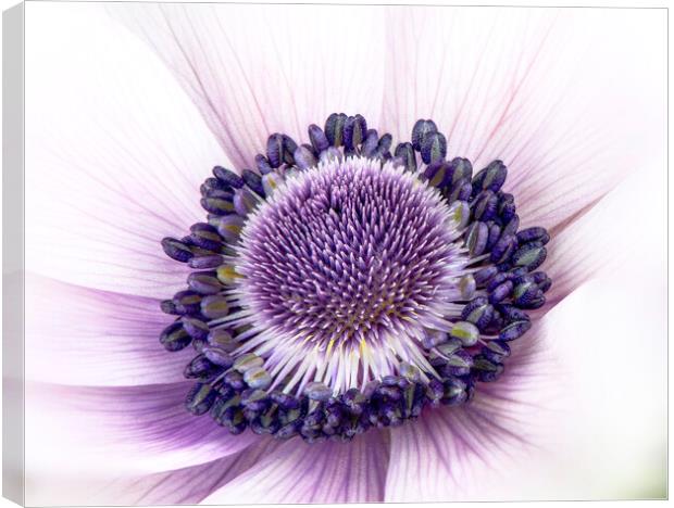 Anemone Flower Canvas Print by Karl Oparka