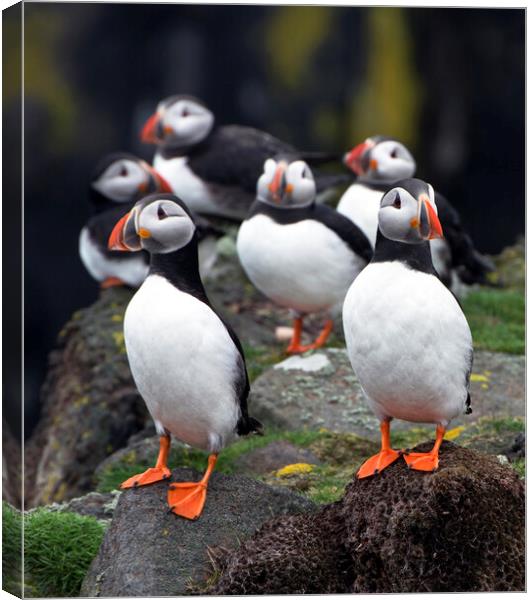 A Posse of Puffins Canvas Print by Karl Oparka