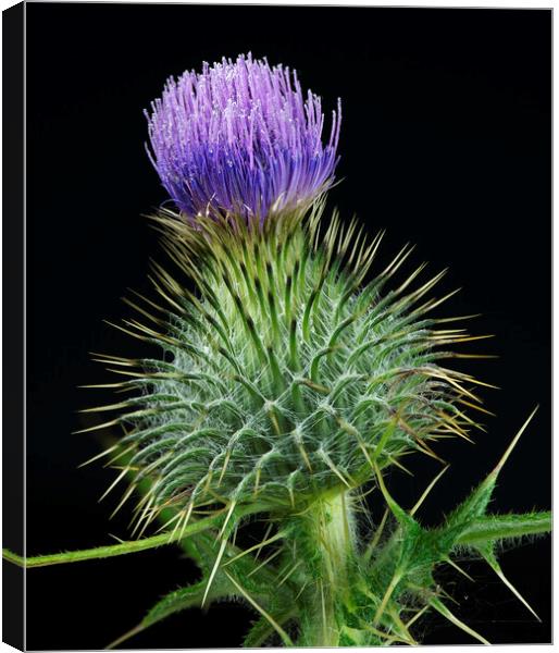 Scottish Thistle Canvas Print by Karl Oparka