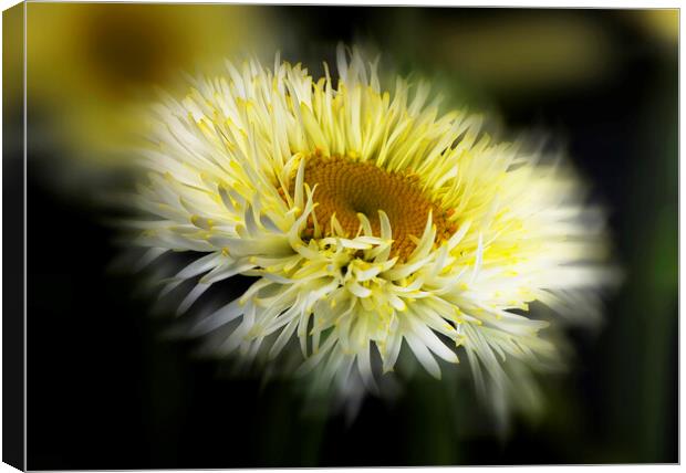 Daisy Abstract Canvas Print by Karl Oparka