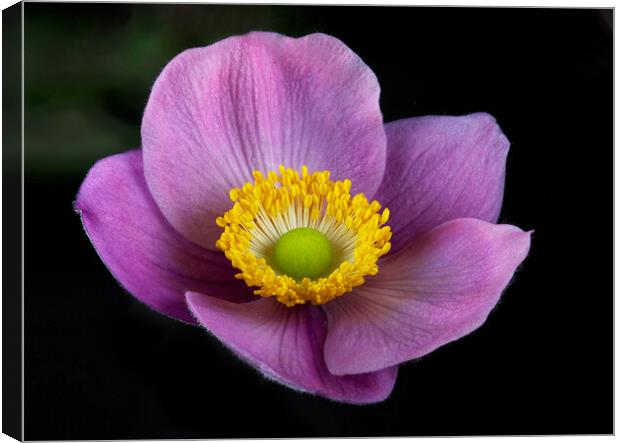 Pink Anemone Canvas Print by Karl Oparka