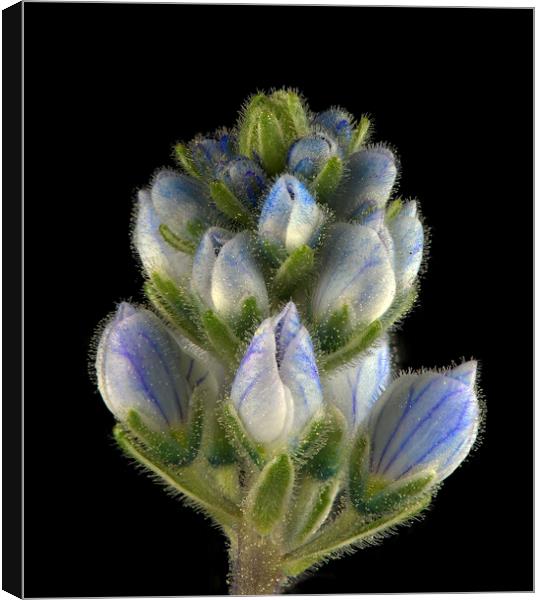 Veronica Bud Canvas Print by Karl Oparka