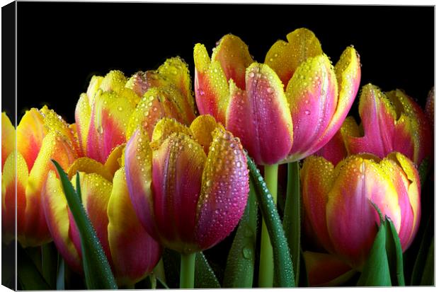 Tulips Canvas Print by Karl Oparka