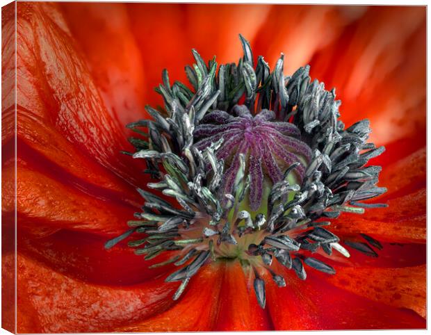 Red Poppy Canvas Print by Karl Oparka