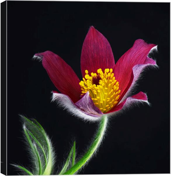 Pulsatilla Flower Canvas Print by Karl Oparka