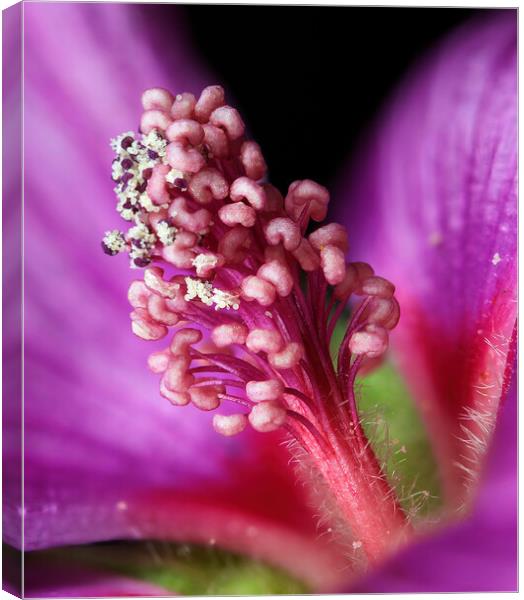 Lavateria flower, showing anther dehiscence and the release of pollen grains Canvas Print by Karl Oparka