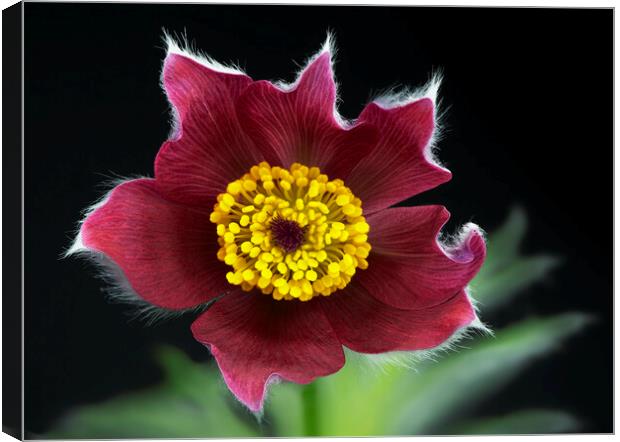 Pulsatilla flower Canvas Print by Karl Oparka